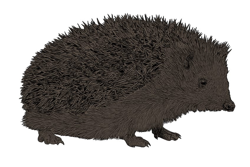 Hedgehog Drawing 10