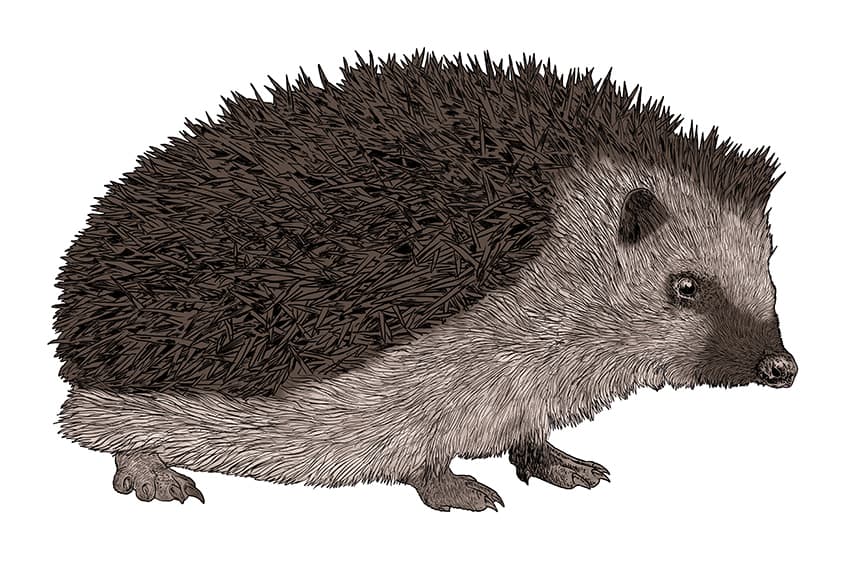 Hedgehog Drawing 11