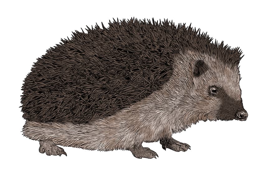 Hedgehog Drawing 12