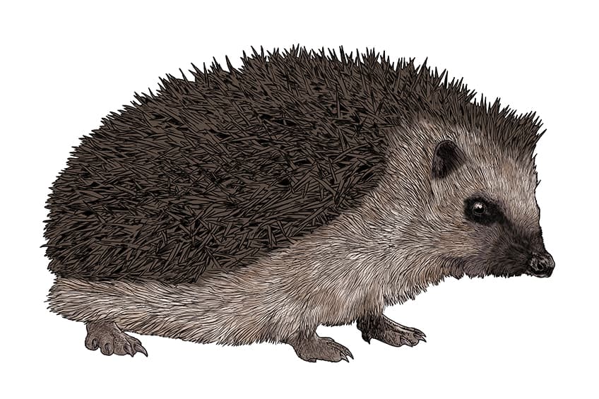 Hedgehog Drawing 13