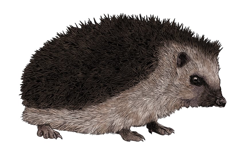 Hedgehog Drawing 14