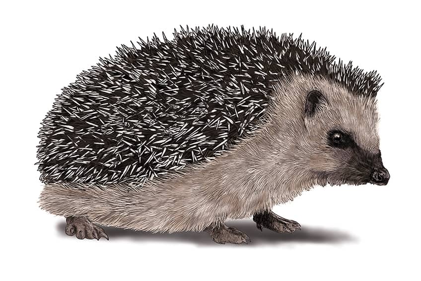 Hedgehog Illustrations 17