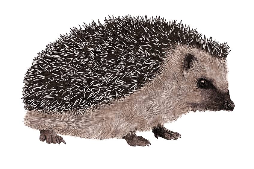 cute hedgehog drawing