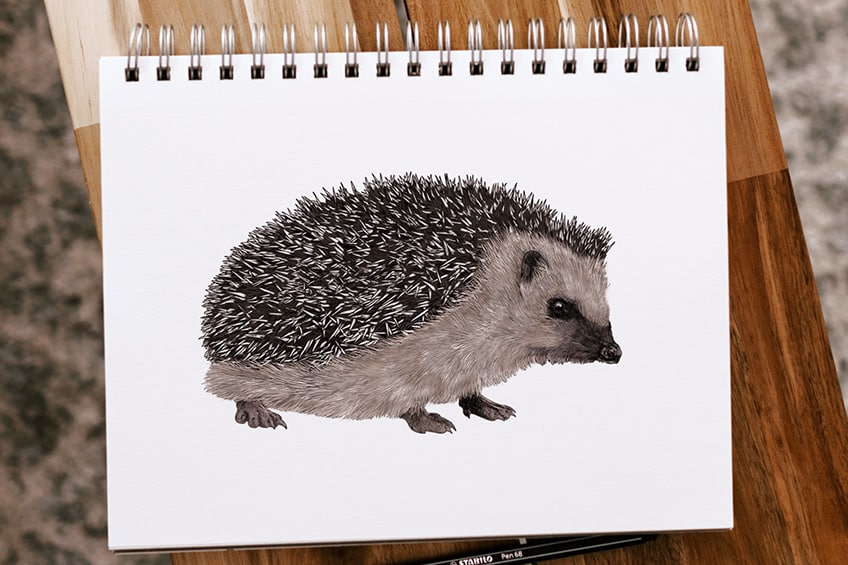 How to Draw a Hedgehog