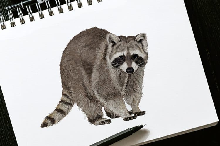 Little Racoon Drawing How to Draw a Raccoon - Draw a Mischievous Raccoon Sketch