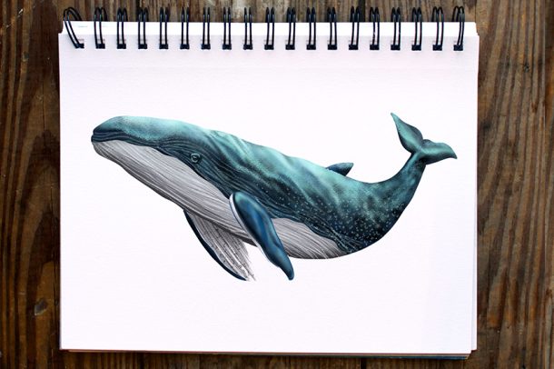 How to Draw a Whale - Create a Magnificent Whale Drawing