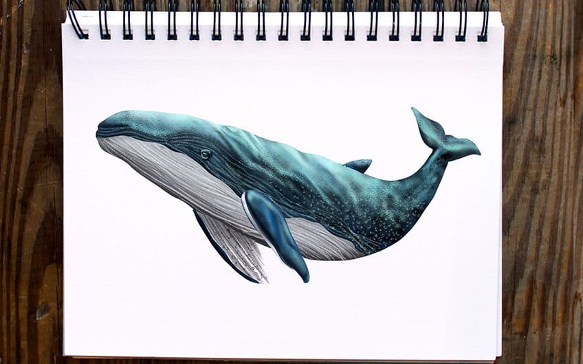 Whale Drawing Made Easy - How To Draw A Whale Step By Step