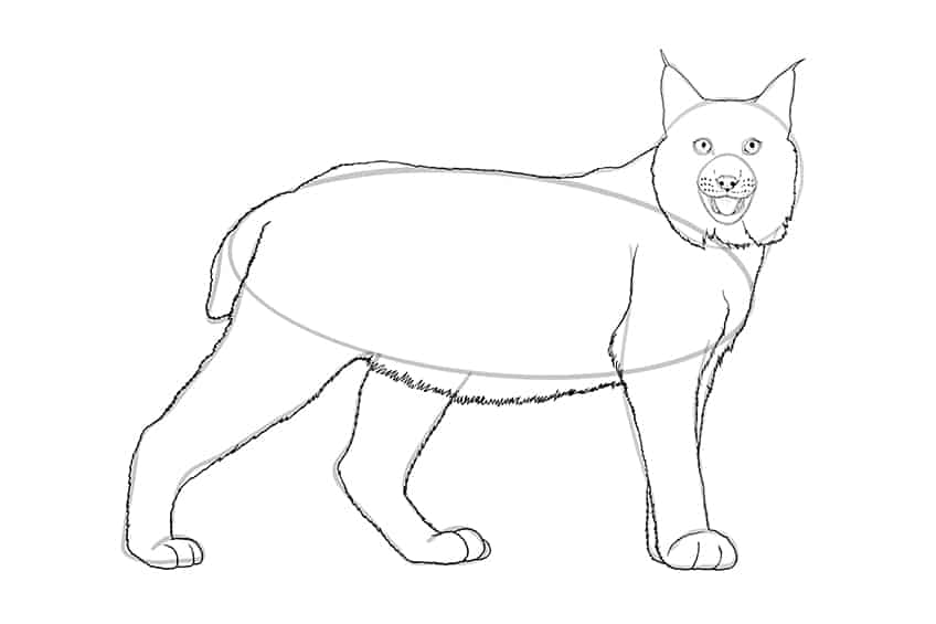 Lynx Drawing 09