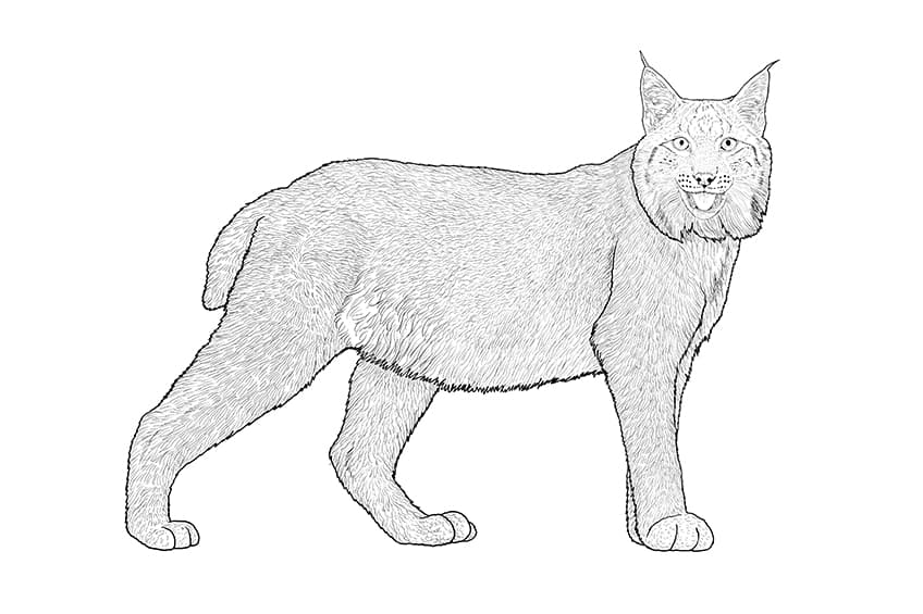 Lynx Drawing 10