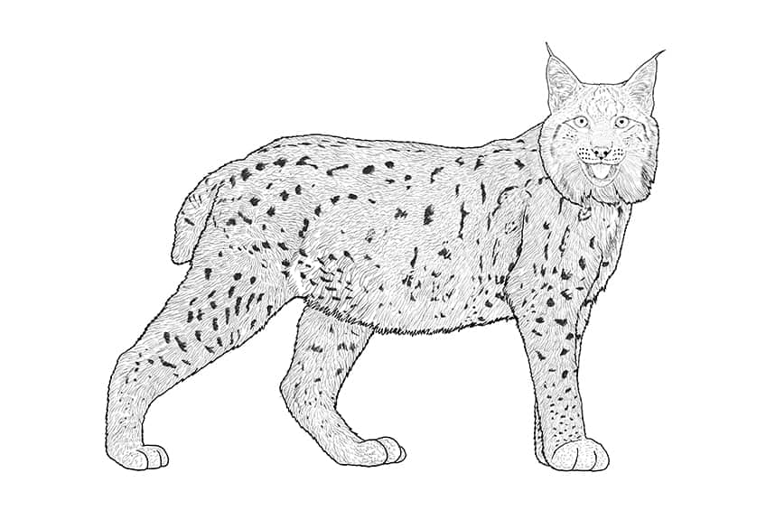 Lynx Drawing 11
