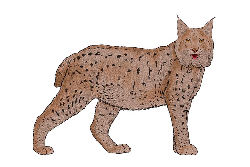 Lynx Drawing 13