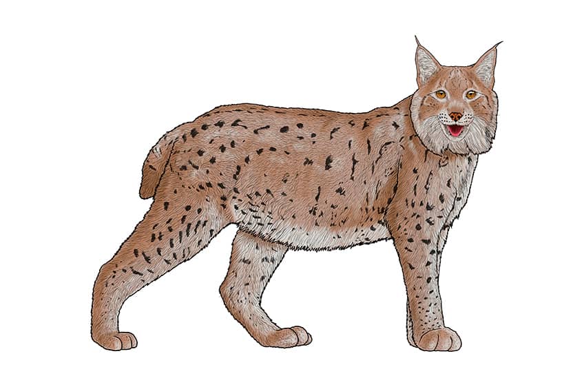 Lynx Drawing 14