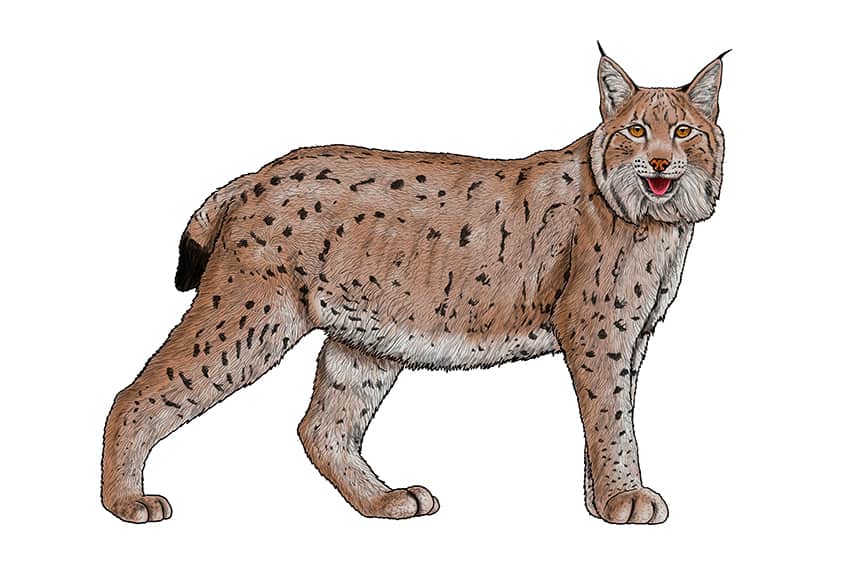 Lynx Drawing 15