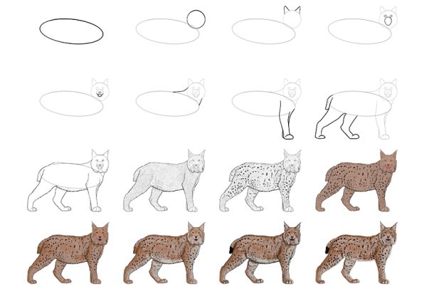 How To Draw A Lynx Create A Majestic And Stealthy Lynx Sketch