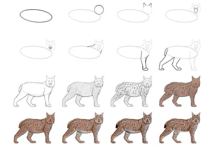 How to Draw a Lynx - Create a Majestic and Stealthy Lynx Sketch