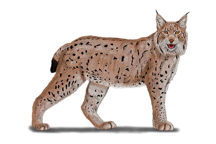 Lynx Sketch 17