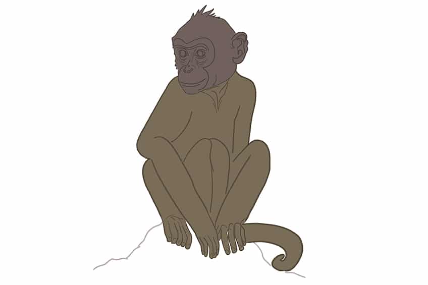 Monkey Drawing 23