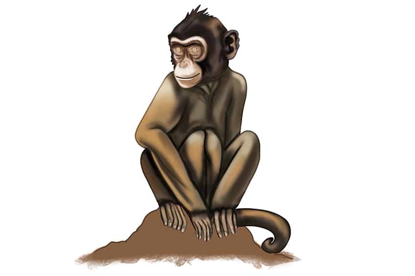 Monkey Drawing 28