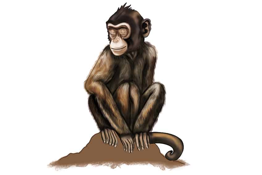 Monkey Drawing 29