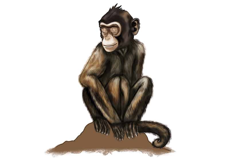 Monkey Drawing 30