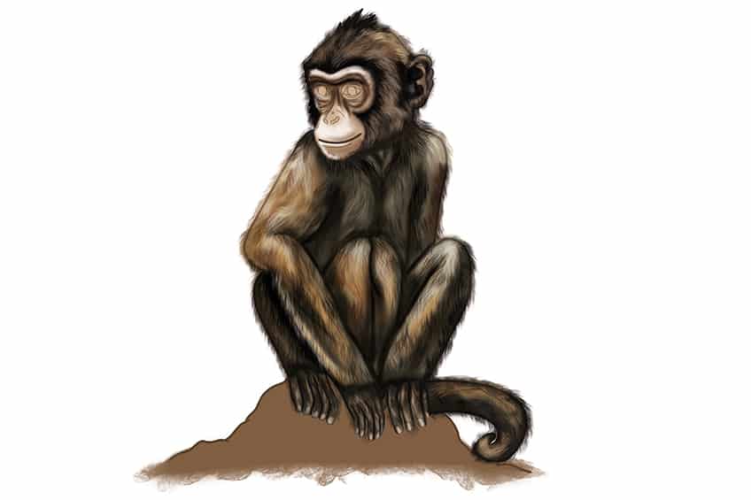 Monkey Drawing 31