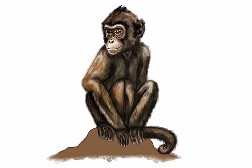 Monkey Drawing 32