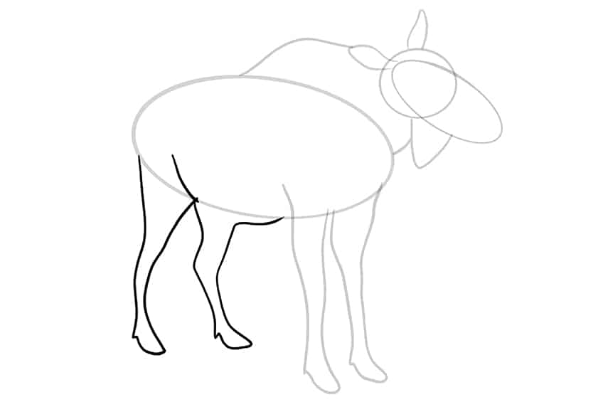 Moose Drawing 07