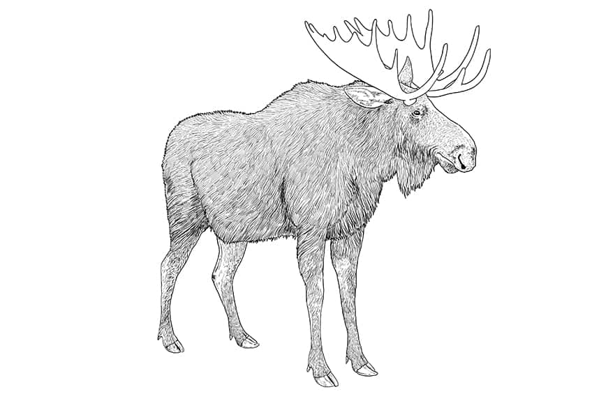 Moose Drawing 11