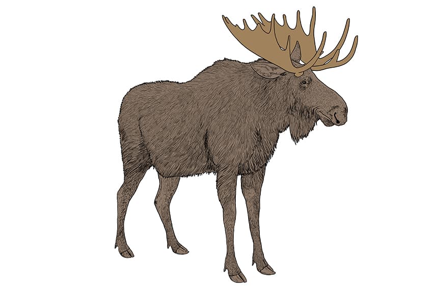 Moose Drawing 12