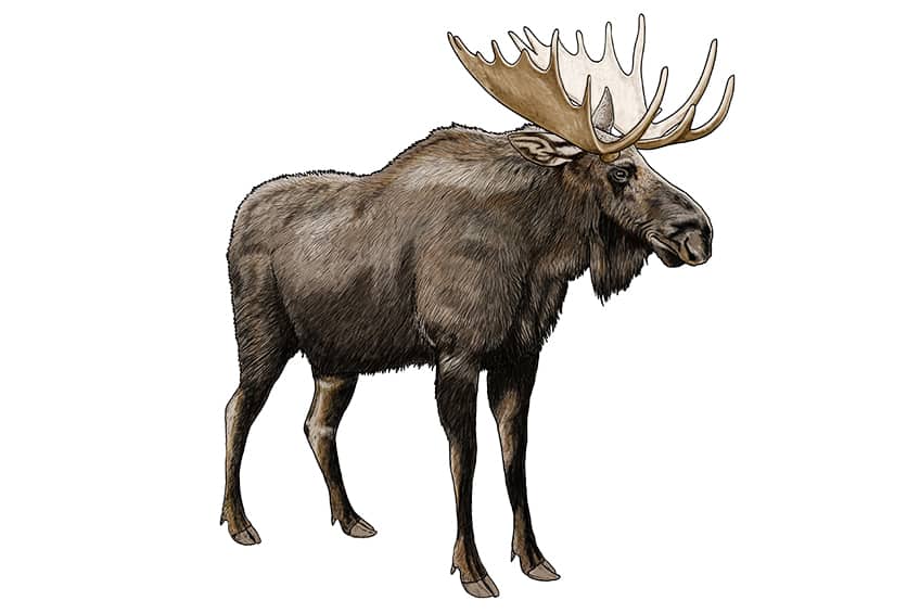 Moose Drawing 16