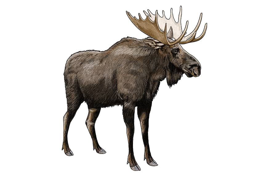 Moose Drawing 17