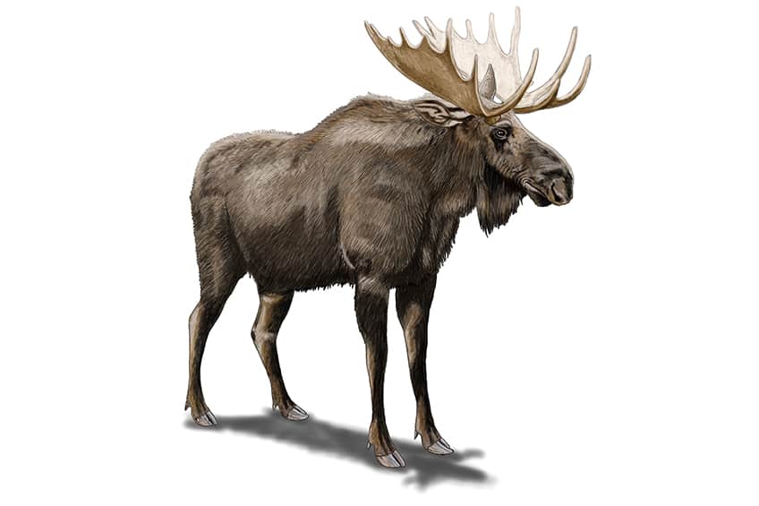 Moose Sketch 19