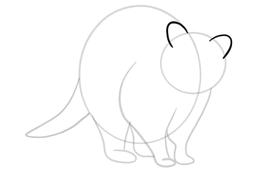 Raccoon Drawing 06