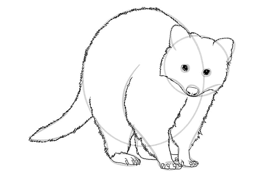 Raccoon Drawing 08