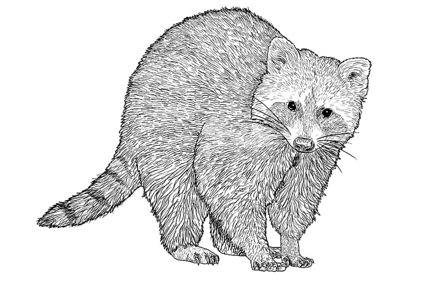 realistic raccoon coloring pages