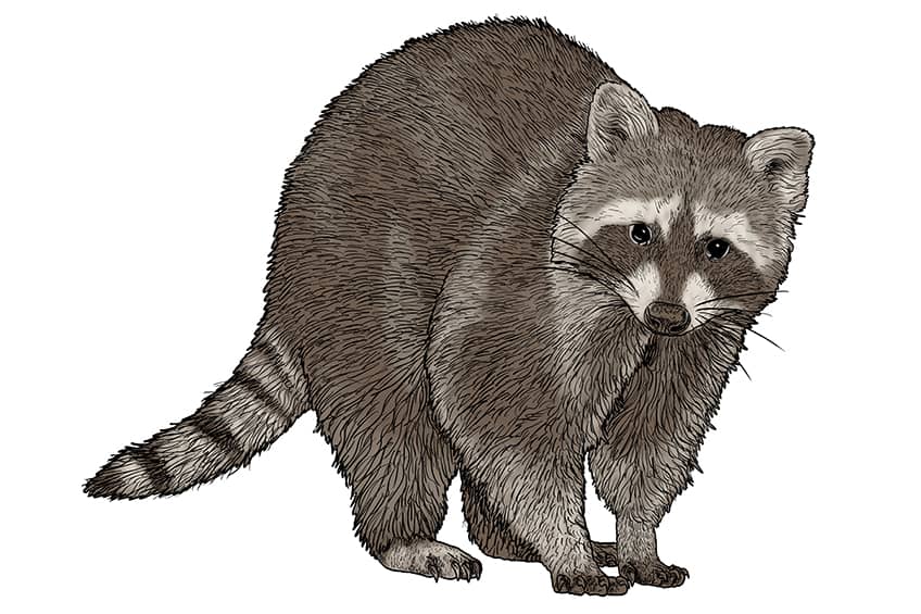 how to draw a realistic raccoon step by step