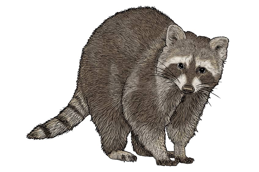 Raccoon Drawing 13