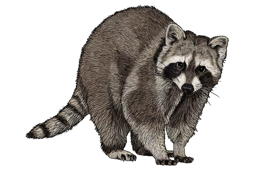 Raccoon Drawing 14