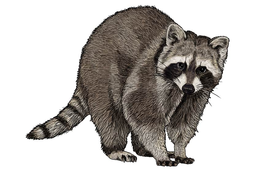 how to draw a realistic raccoon