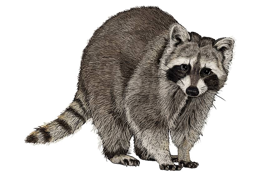 Raccoon Drawing 15