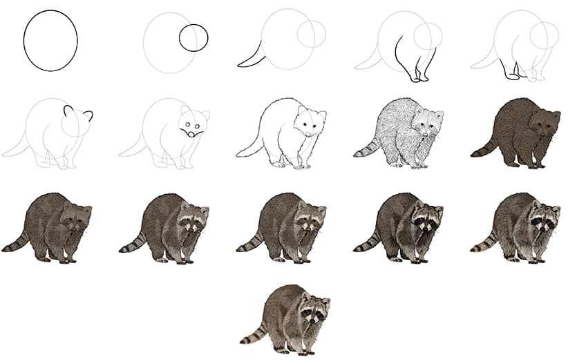 how to draw a realistic raccoon