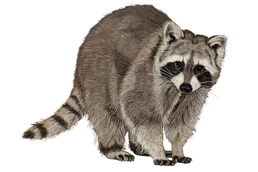 Raccoon Illustration 16