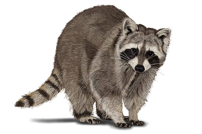 Raccoon Sketch 17