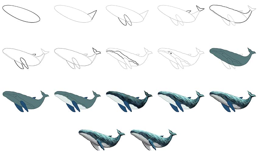 Whale Draiwng Collage