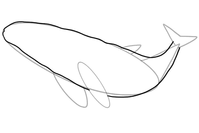 Whale Drawing 05