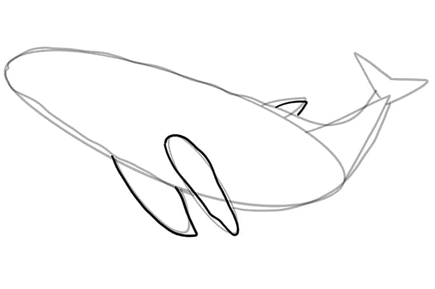 Whale Drawing 06
