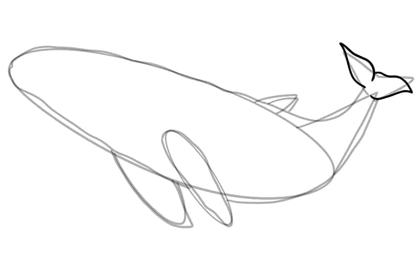 Whale Drawing 07