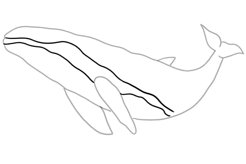 Whale Drawing 08