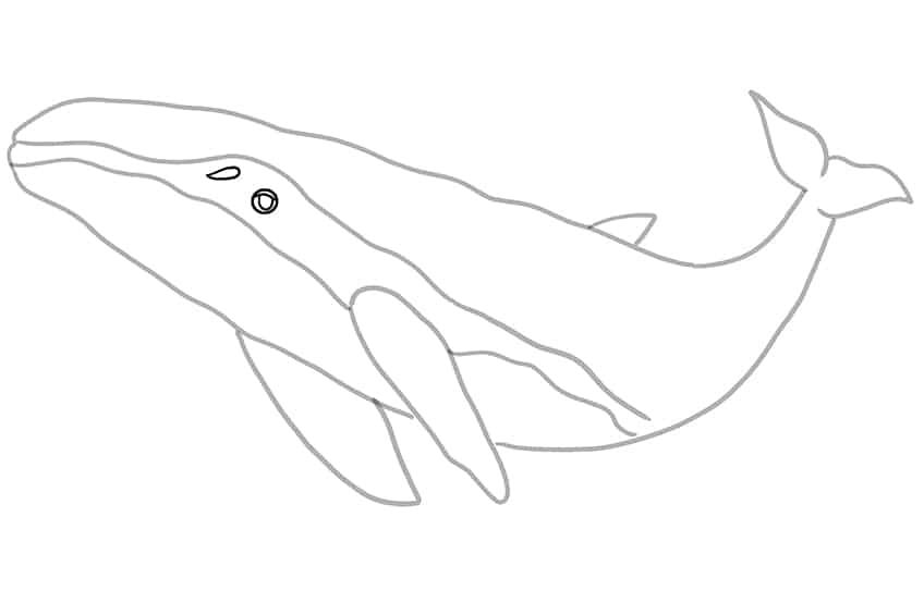 Whale Drawing 09