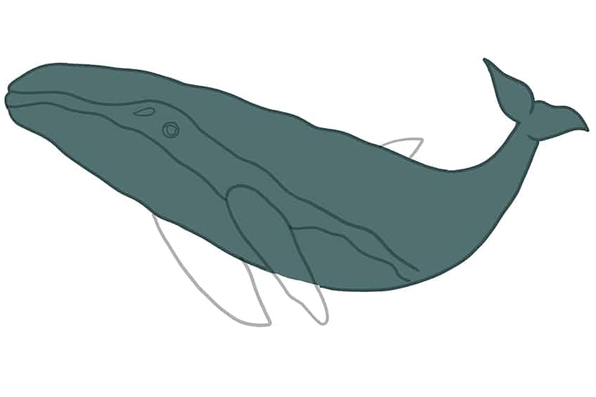 Whale Drawing 10